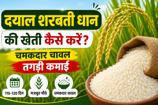 Dayal Sharbati Dhan Ki Kheti Kaise Kare