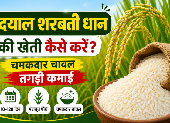 Dayal Sharbati Dhan Ki Kheti Kaise Kare