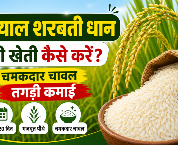 Dayal Sharbati Dhan Ki Kheti Kaise Kare