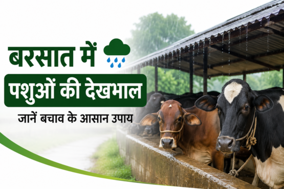 Barsat Mein Pashuon Ki Dekhbhal Kaise Kare