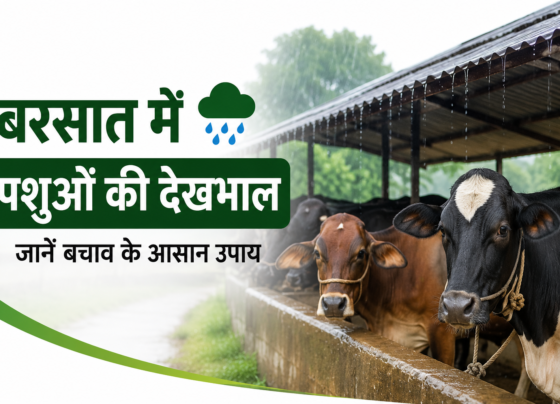 Barsat Mein Pashuon Ki Dekhbhal Kaise Kare