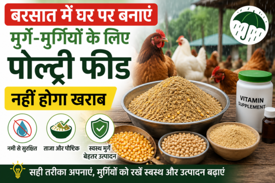 Barsaat Mein Ghar Par Poultry Feed Kaise Banaye