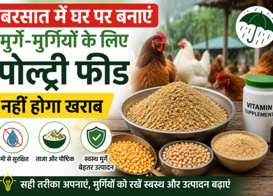 Barsaat Mein Ghar Par Poultry Feed Kaise Banaye