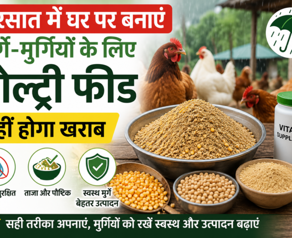 Barsaat Mein Ghar Par Poultry Feed Kaise Banaye