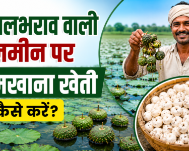 Jalbharav Wali Zameen Par Makhana Ki Kheti Kaise Kare?