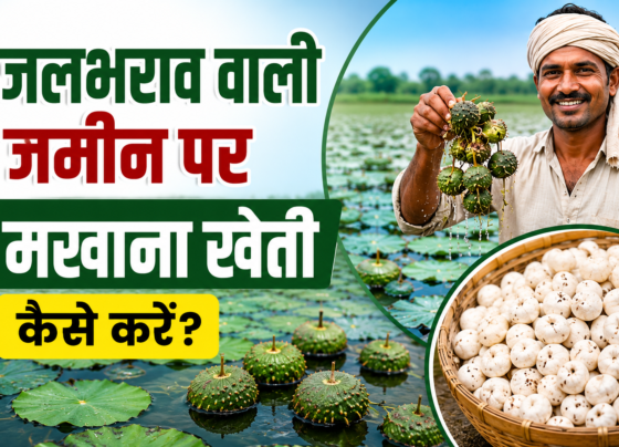Jalbharav Wali Zameen Par Makhana Ki Kheti Kaise Kare?