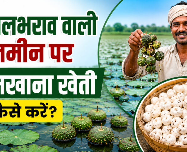 Jalbharav Wali Zameen Par Makhana Ki Kheti Kaise Kare?