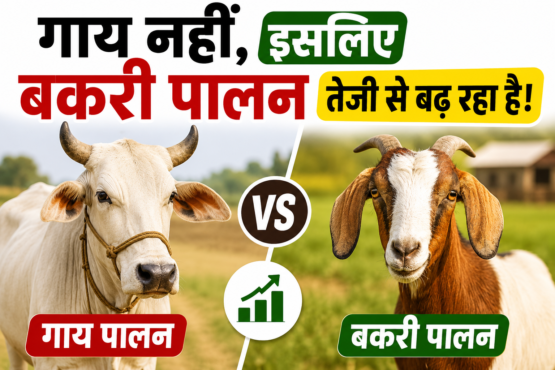 Gay Ki Jagah Bakri Palan Kyon Badh Raha Hai
