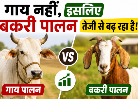 Gay Ki Jagah Bakri Palan Kyon Badh Raha Hai