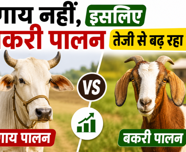 Gay Ki Jagah Bakri Palan Kyon Badh Raha Hai