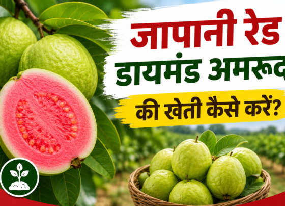 Japani Red Diamond Amrud Ki Kheti Kaise Kare