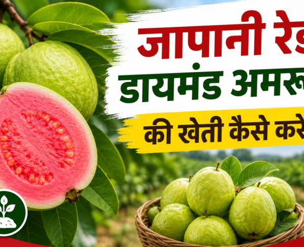 Japani Red Diamond Amrud Ki Kheti Kaise Kare