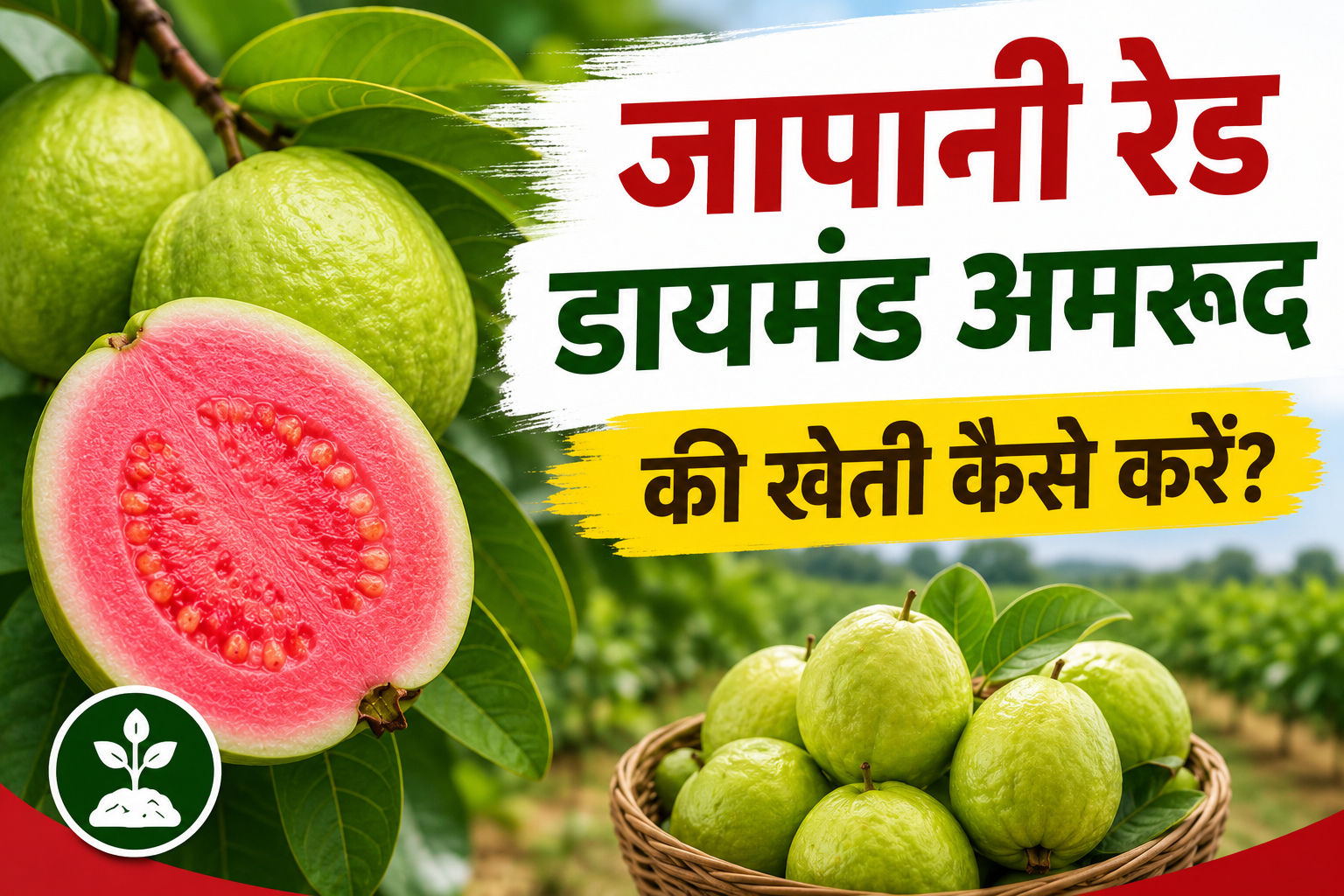 साल में 3 बार फल देने वाली इस खास किस्म से करें शानदार कमाई जानिए पूरी खेती की जानकारी Japani Red Diamond Amrud Ki Kheti Kaise Kare