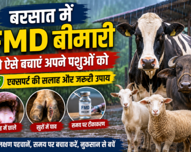 Barsat Me FMD Bimari Se Bachav Kaise Kare
