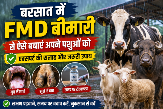 Barsat Me FMD Bimari Se Bachav Kaise Kare