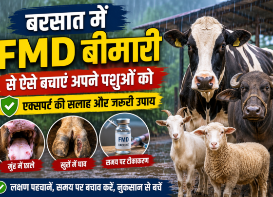 Barsat Me FMD Bimari Se Bachav Kaise Kare
