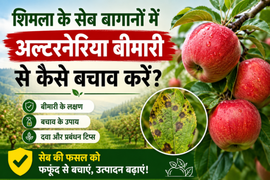 Shimla Ke Seb Baganon Mein Alternaria Disease Se Kaise Bachav Kare