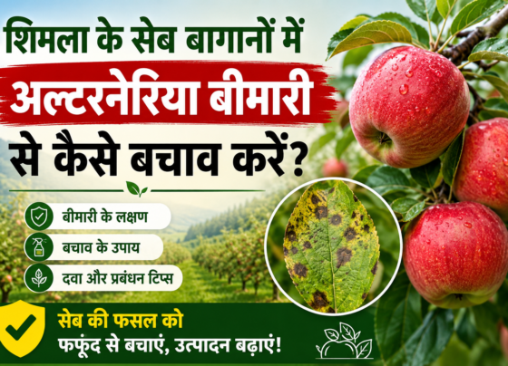Shimla Ke Seb Baganon Mein Alternaria Disease Se Kaise Bachav Kare