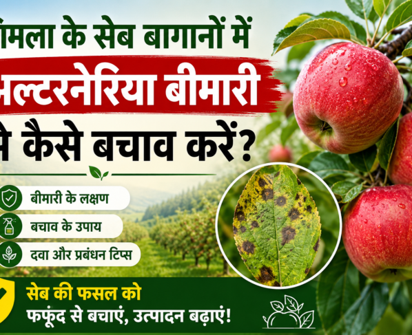 Shimla Ke Seb Baganon Mein Alternaria Disease Se Kaise Bachav Kare