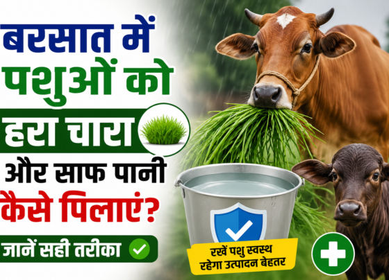 Barsat Mein Pashuon Ko Hara Chara Aur Saaf Pani Kaise Pilaye