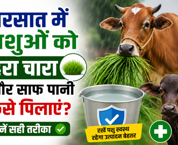 Barsat Mein Pashuon Ko Hara Chara Aur Saaf Pani Kaise Pilaye