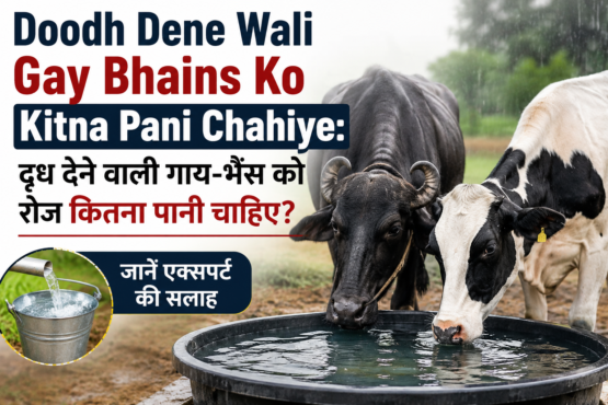 Doodh Dene Wali Gay Bhains Ko Kitna Pani Chahiye?