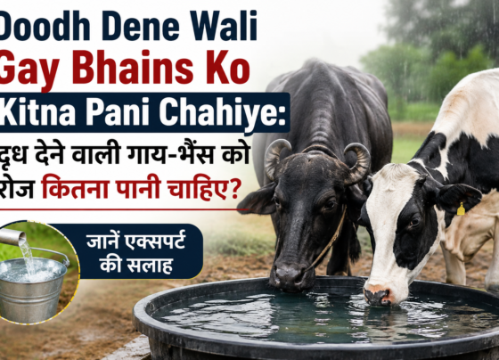 Doodh Dene Wali Gay Bhains Ko Kitna Pani Chahiye?
