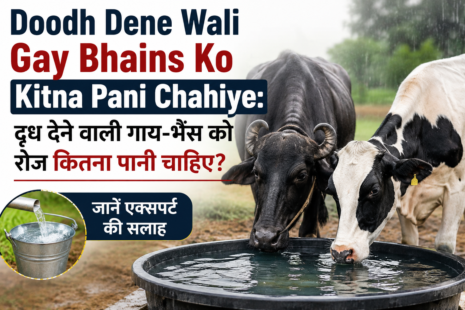 दूध देने वाली गाय-भैंस को रोज कितना पानी चाहिए? जानें एक्सपर्ट की सलाह Doodh Dene Wali Gay Bhains Ko Kitna Pani Chahiye?
