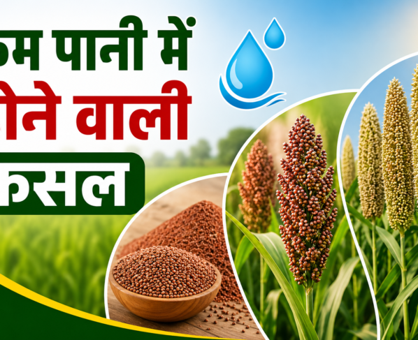 Kam Pani Me Hone Wali Fasal