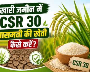 Khari Jameen Me CSR 30 Basmati Ki Kheti Kaise Kare