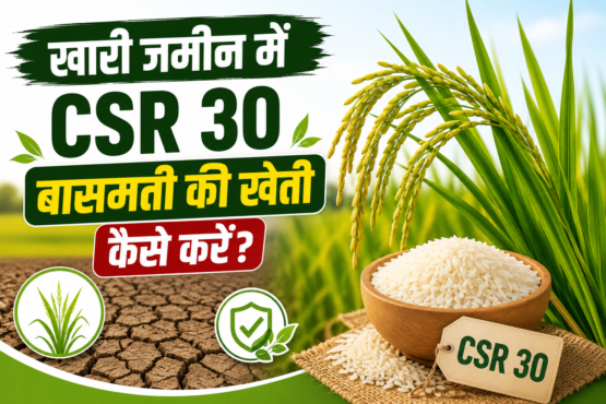 Khari Jameen Me CSR 30 Basmati Ki Kheti Kaise Kare