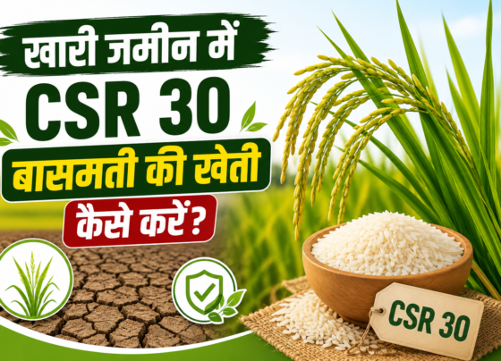 Khari Jameen Me CSR 30 Basmati Ki Kheti Kaise Kare