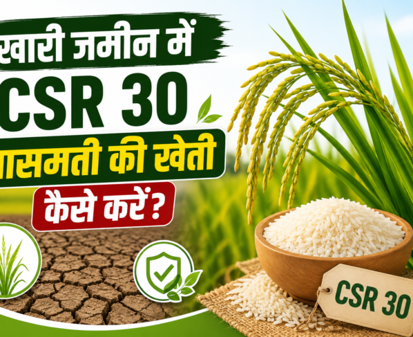 Khari Jameen Me CSR 30 Basmati Ki Kheti Kaise Kare