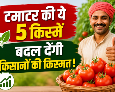Tamatar Ki Unnat Kisme Kaun Si Hai?