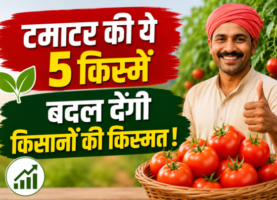 Tamatar Ki Unnat Kisme Kaun Si Hai?