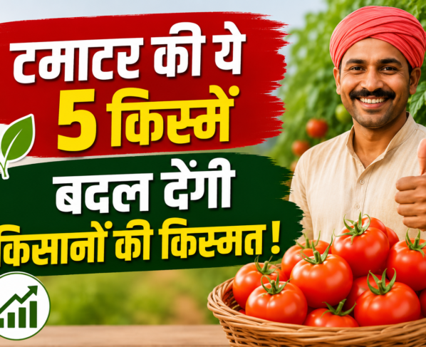 Tamatar Ki Unnat Kisme Kaun Si Hai?