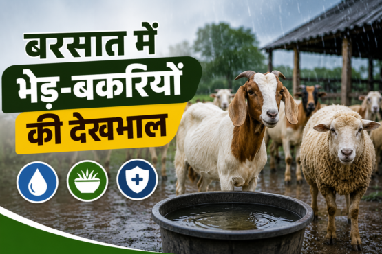 Barish Me Bhed Bakri Ki Dekhbhal Ke Tarike