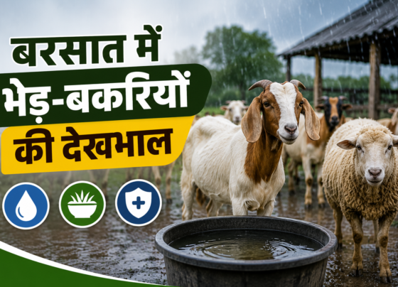 Barish Me Bhed Bakri Ki Dekhbhal Ke Tarike