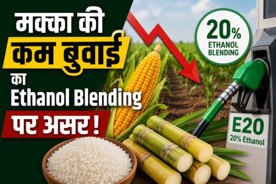 Makke Ki Kam Buwai Ka Ethanol Blending Par Asar