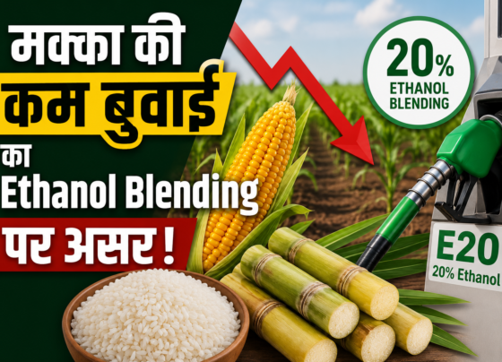 Makke Ki Kam Buwai Ka Ethanol Blending Par Asar