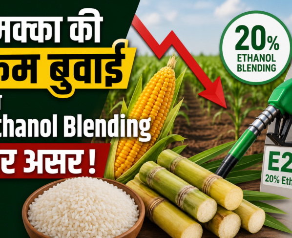 Makke Ki Kam Buwai Ka Ethanol Blending Par Asar