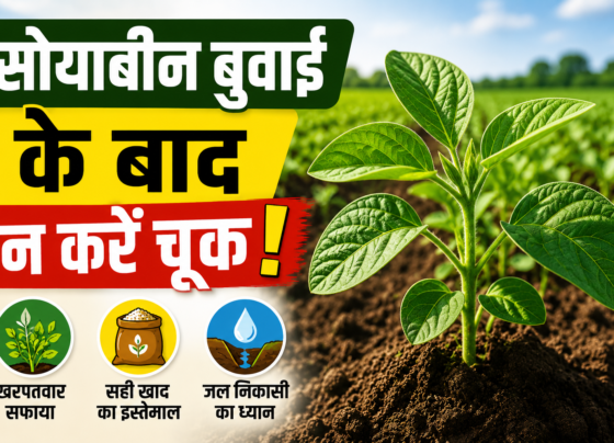 Soyabean Buwai Ke Baad Dekhbhal Kaise Kare