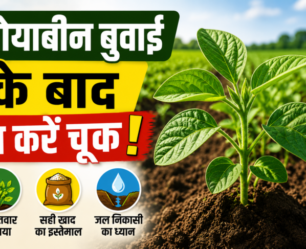 Soyabean Buwai Ke Baad Dekhbhal Kaise Kare