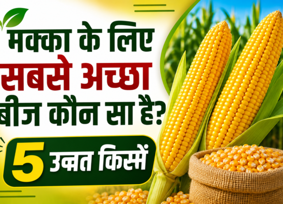 Makka Ke Liye Sabse Accha Beej Kaun Sa Hai
