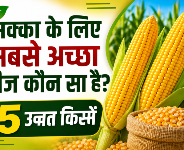 Makka Ke Liye Sabse Accha Beej Kaun Sa Hai