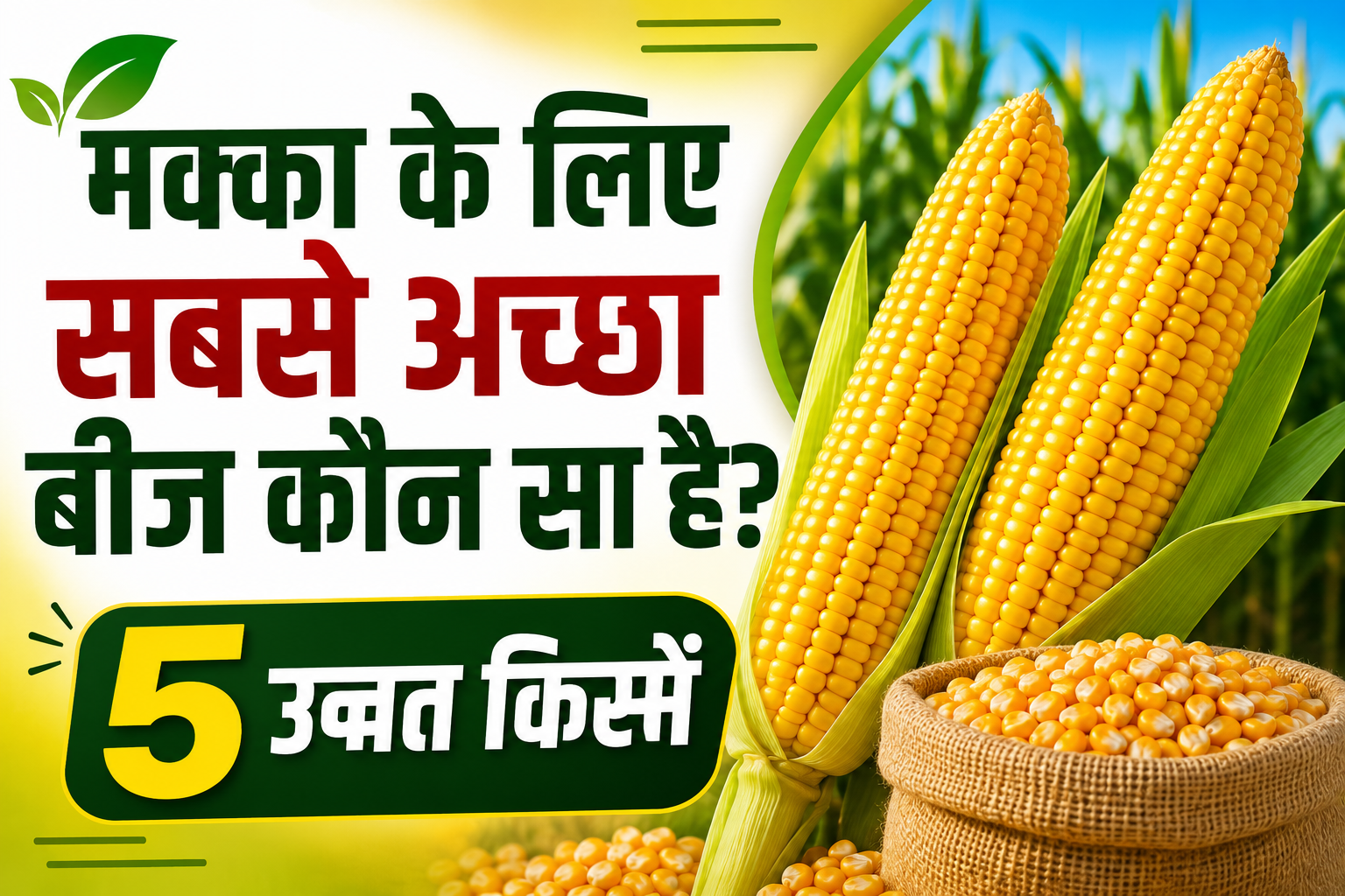 जानें सबसे ज्यादा पैदावार देने वाली मक्का की 5 उन्नत किस्में Makka Ke Liye Sabse Accha Beej Kaun Sa Hai