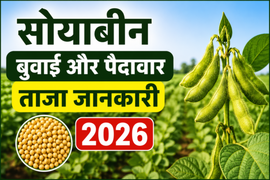 Soybean Ki Buwai Aur Paidavar Ki Taza Jankari 2026