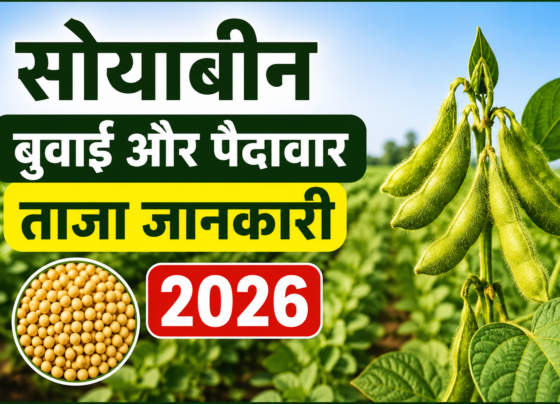Soybean Ki Buwai Aur Paidavar Ki Taza Jankari 2026