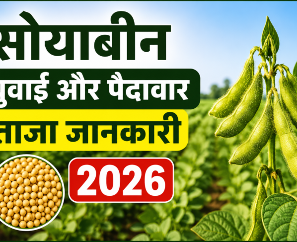 Soybean Ki Buwai Aur Paidavar Ki Taza Jankari 2026