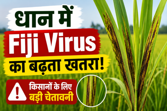 Dhan Mein Fiji Virus Se Kaise Bachaye